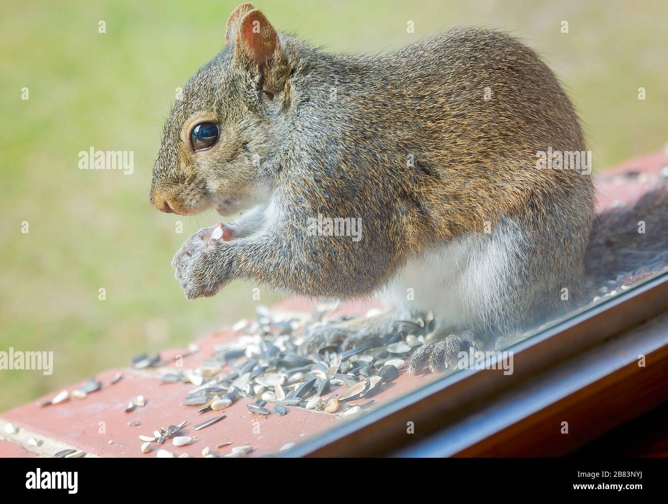 Ein Ostgraues Gleithörnchen isst schwarze Öl-Sonnenblumenkerne aus einem Fenstervorsprung, 17. März 2020, in Coden, Alabama. Stockfoto