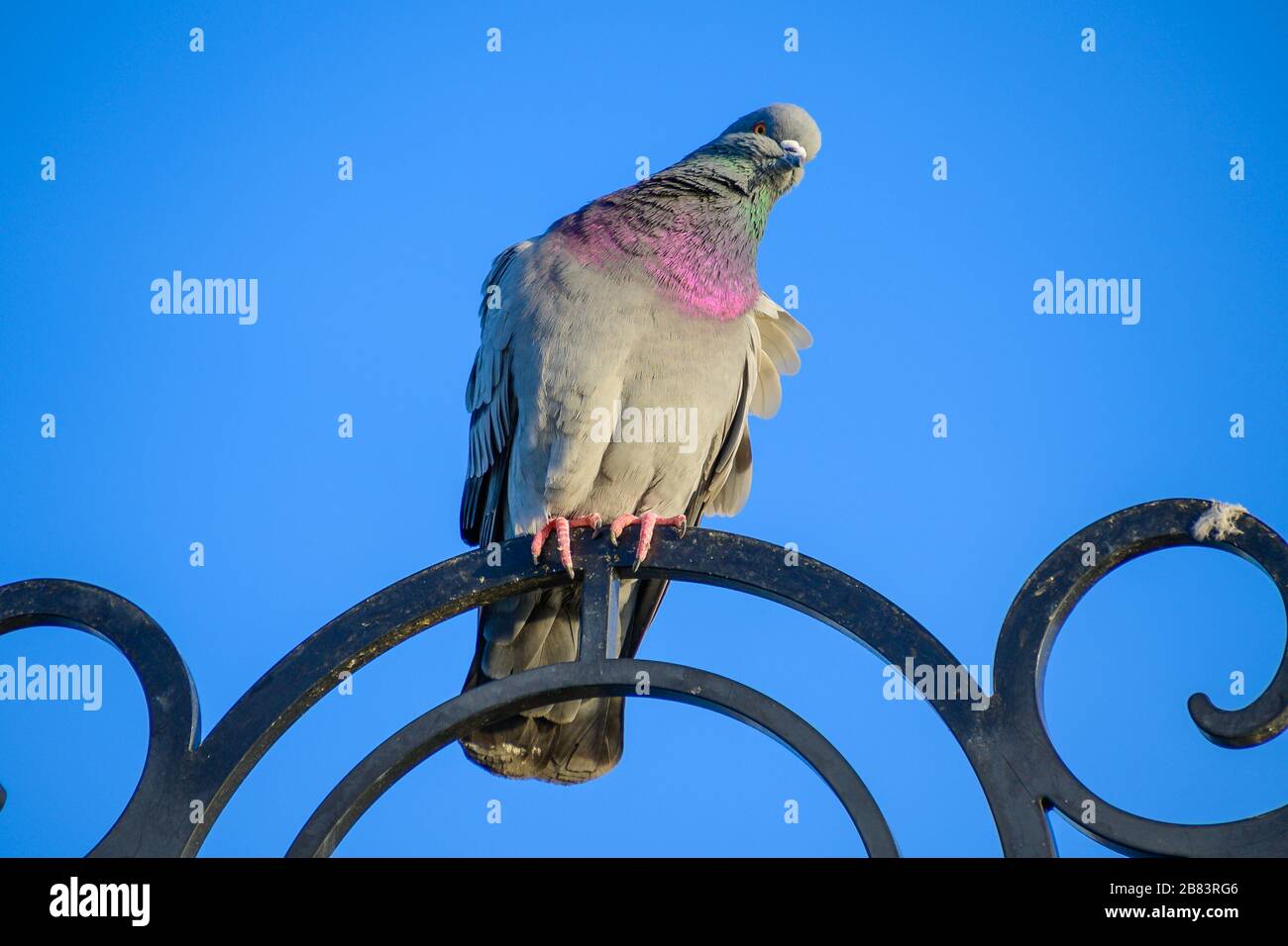 SCHLAFENDER KOALA Stockfoto