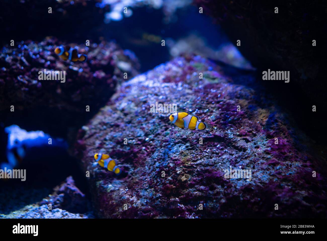 Fantastischer Moment im Korallenriffaquarium Stockfoto