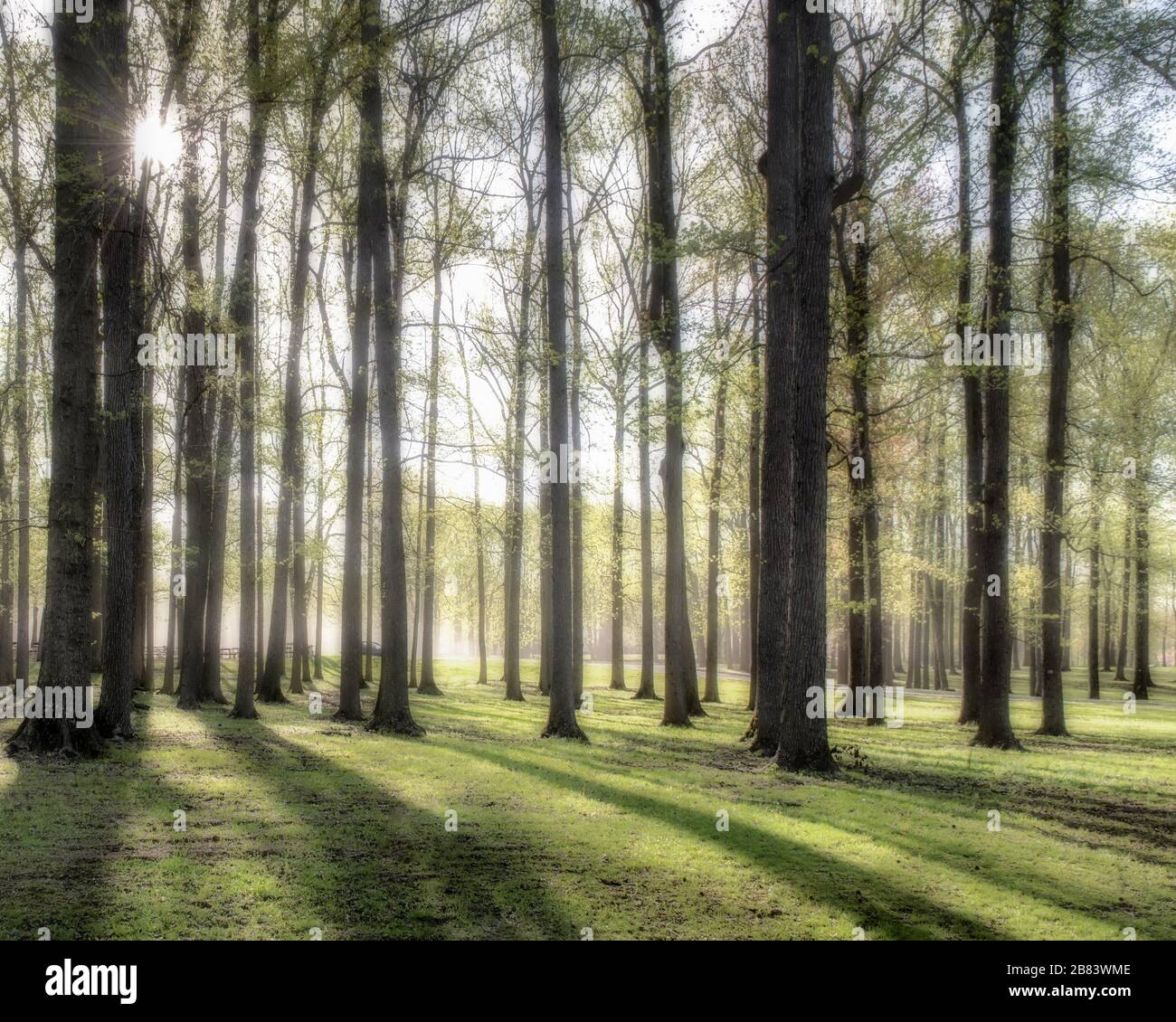 Wald von Eichen in Nebel und frühmorgendlichen Licht und Schatten, die durch die Bäume strömen, mit einem Sonnenaufgang in der linken oberen Ecke. Stockfoto