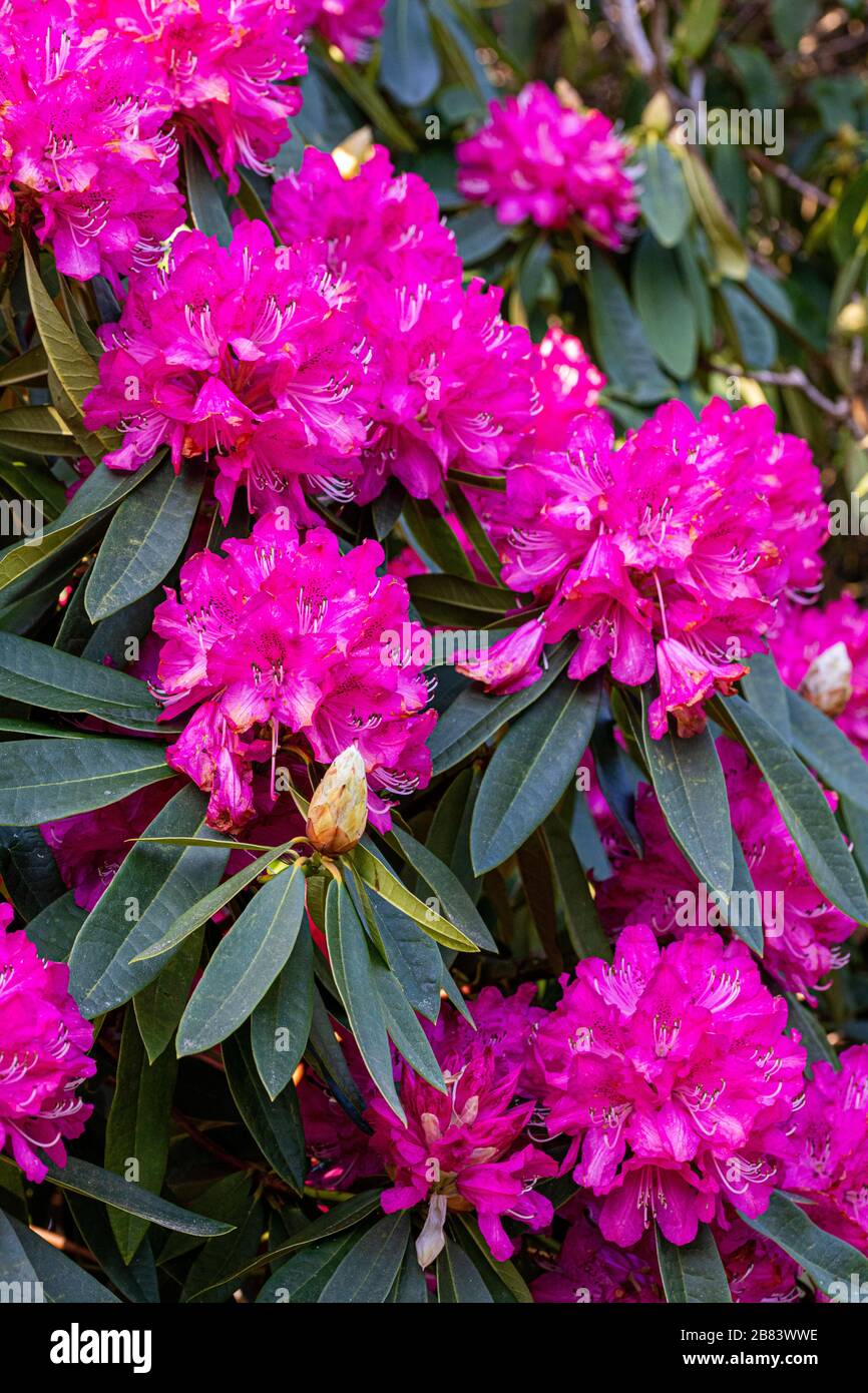 Cornish Spring Garden, Rhodendron Stockfoto