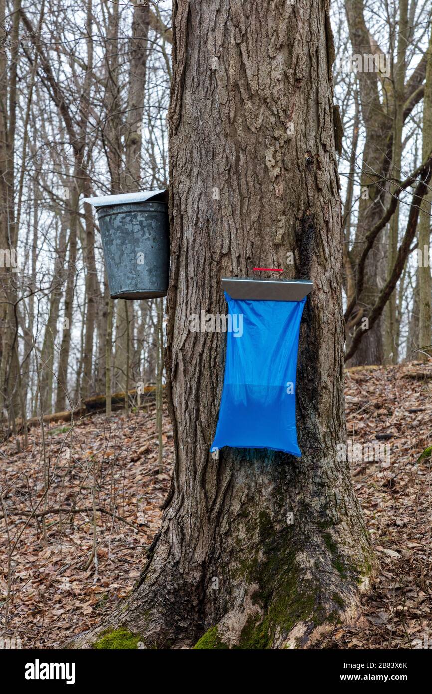 Ahorn Sugar sap Gathering from Sugar Maple Trees, SW Michigan, USA, by James D Coppinger/Dembinsky Photo Assoc Stockfoto