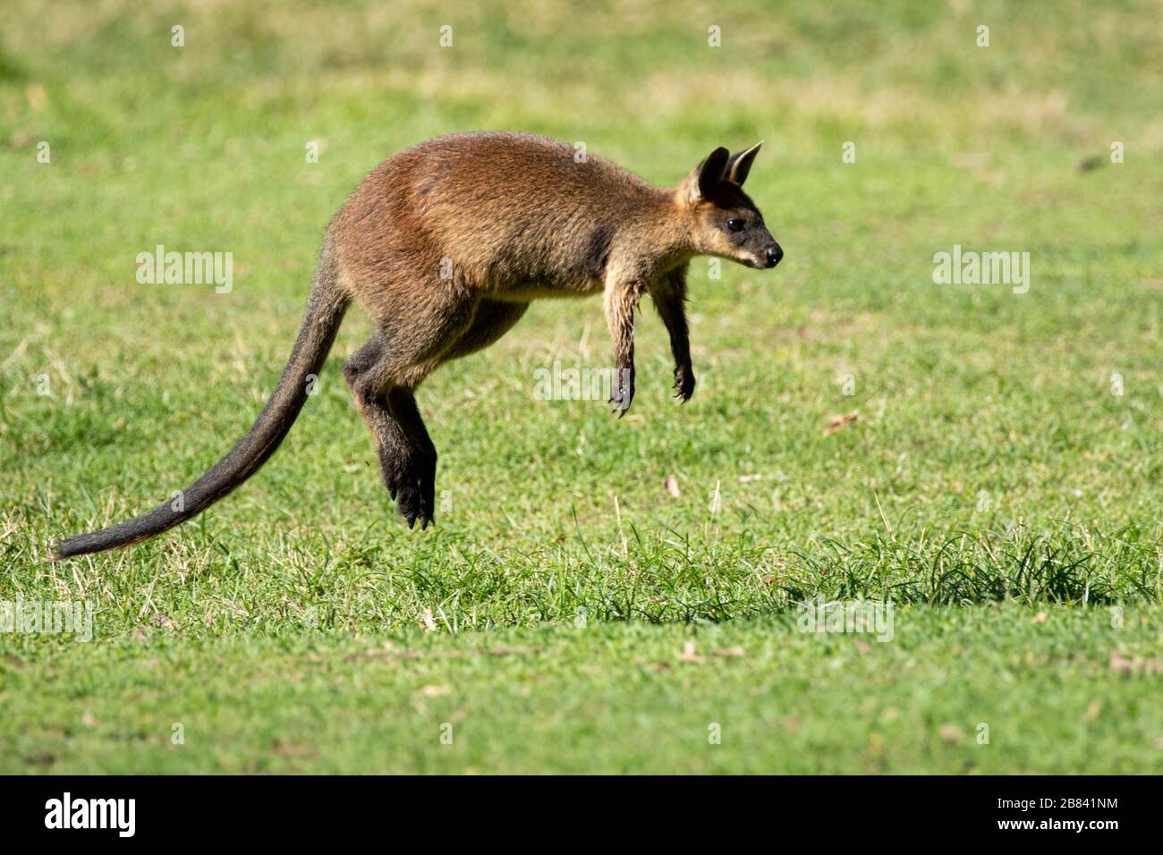 Sprunghaft wallaby in Australien Stockfoto