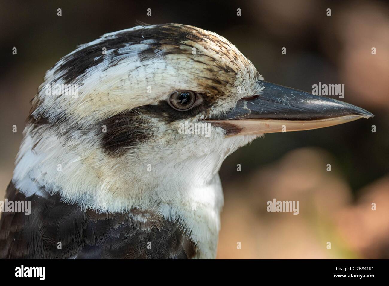 Kukaburra-Vogel in Nahaufnahme - diese Vögel sind mit Eisvögel verwandt. Stockfoto