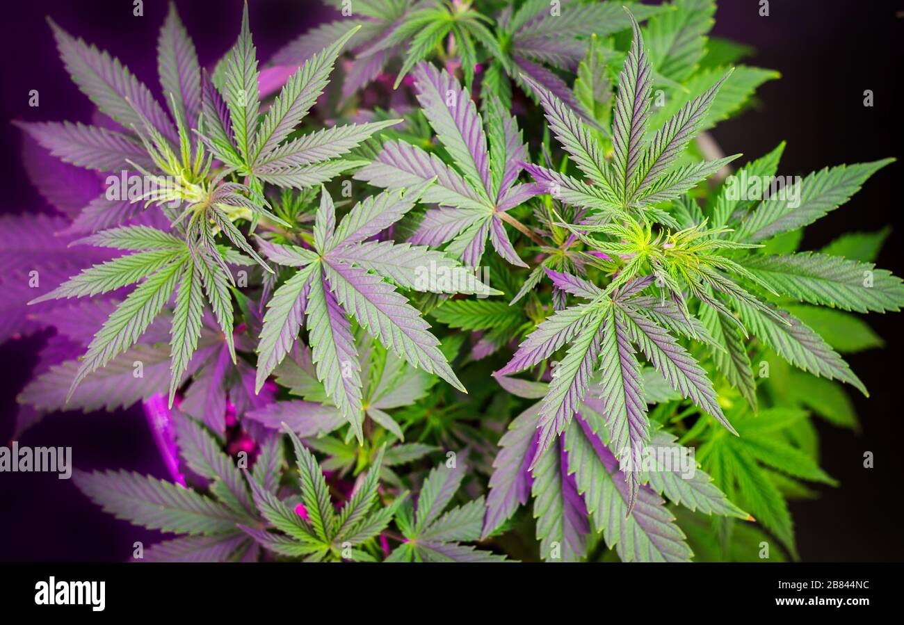 Kopfschuss von Cannabis-Pflanzen vor dunkler Kulisse und violettem Licht  Stockfotografie - Alamy