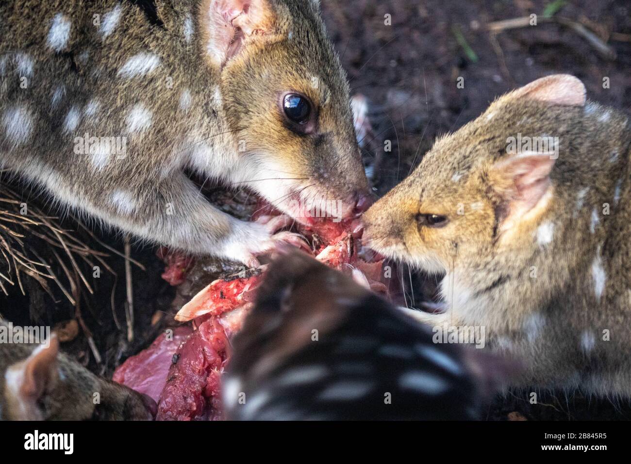 Gepunktetes Tiger-Quoll in Tasmanien Australien Stockfoto