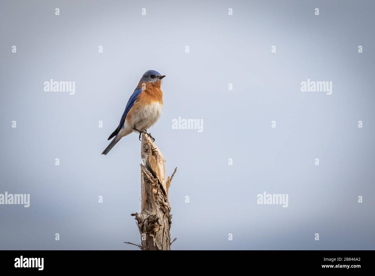 Der östliche Bluebird (Sialia sialis) thront auf einem Stumpf Stockfoto