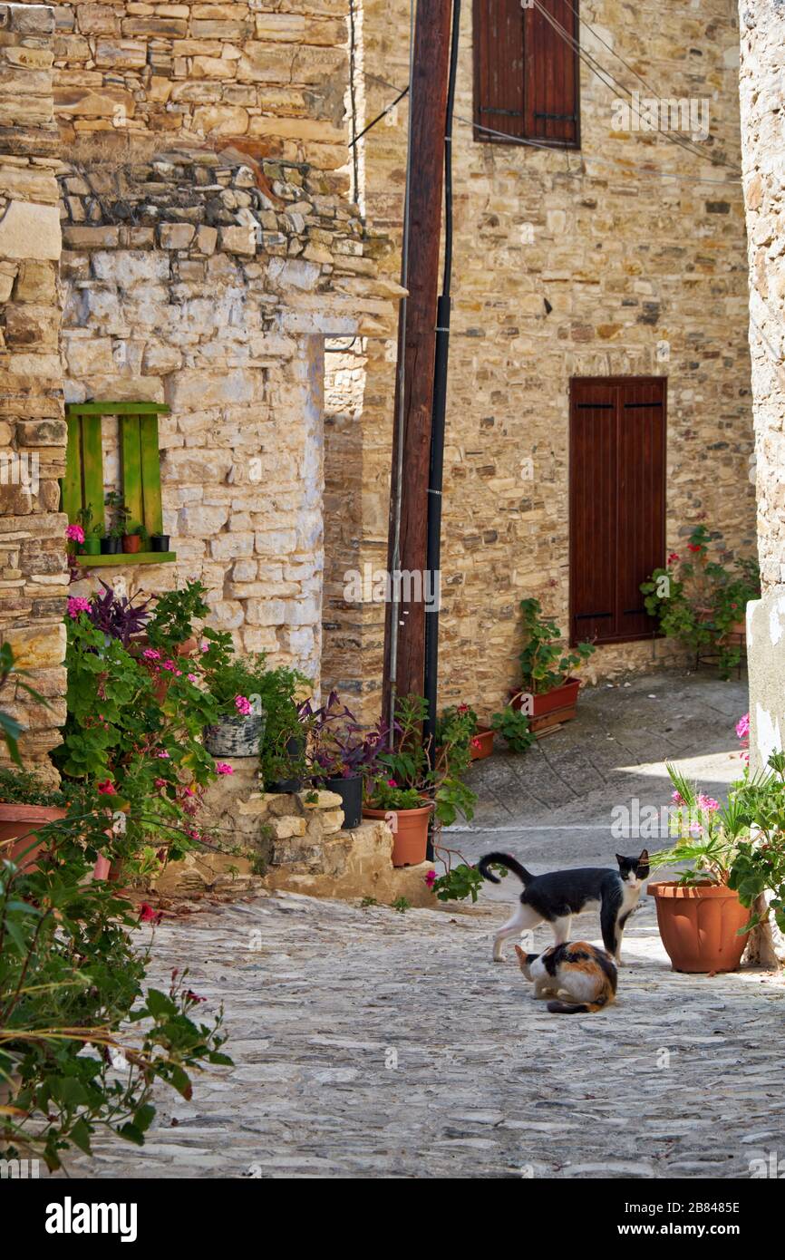 Die schwarz-weißen und Calico-Katzen auf den engen gepflasterten Straßen des Dorfes Pano Lefkara. Larnaca District. Zypern Stockfoto