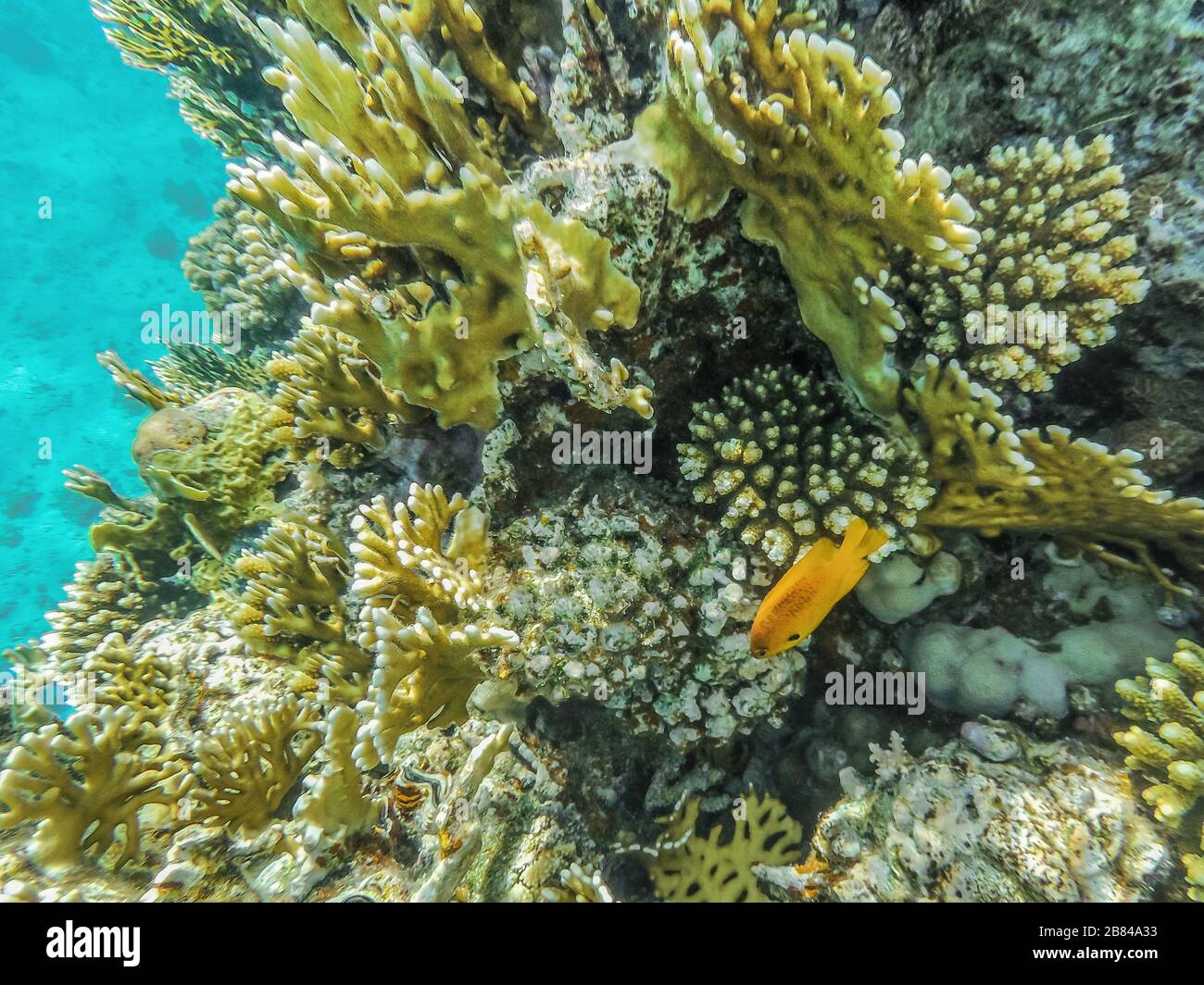 Viele farbenfrohe tropische Fischanthias ernähren sich von einem Korallenriffe im Roten Meer, Ägypten. Unterwasseraufnahmen. Stockfoto