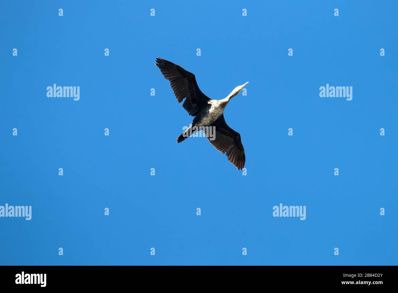 Single flying junge Kormoran. Weißliche Unterseite des Körpers Stockfoto