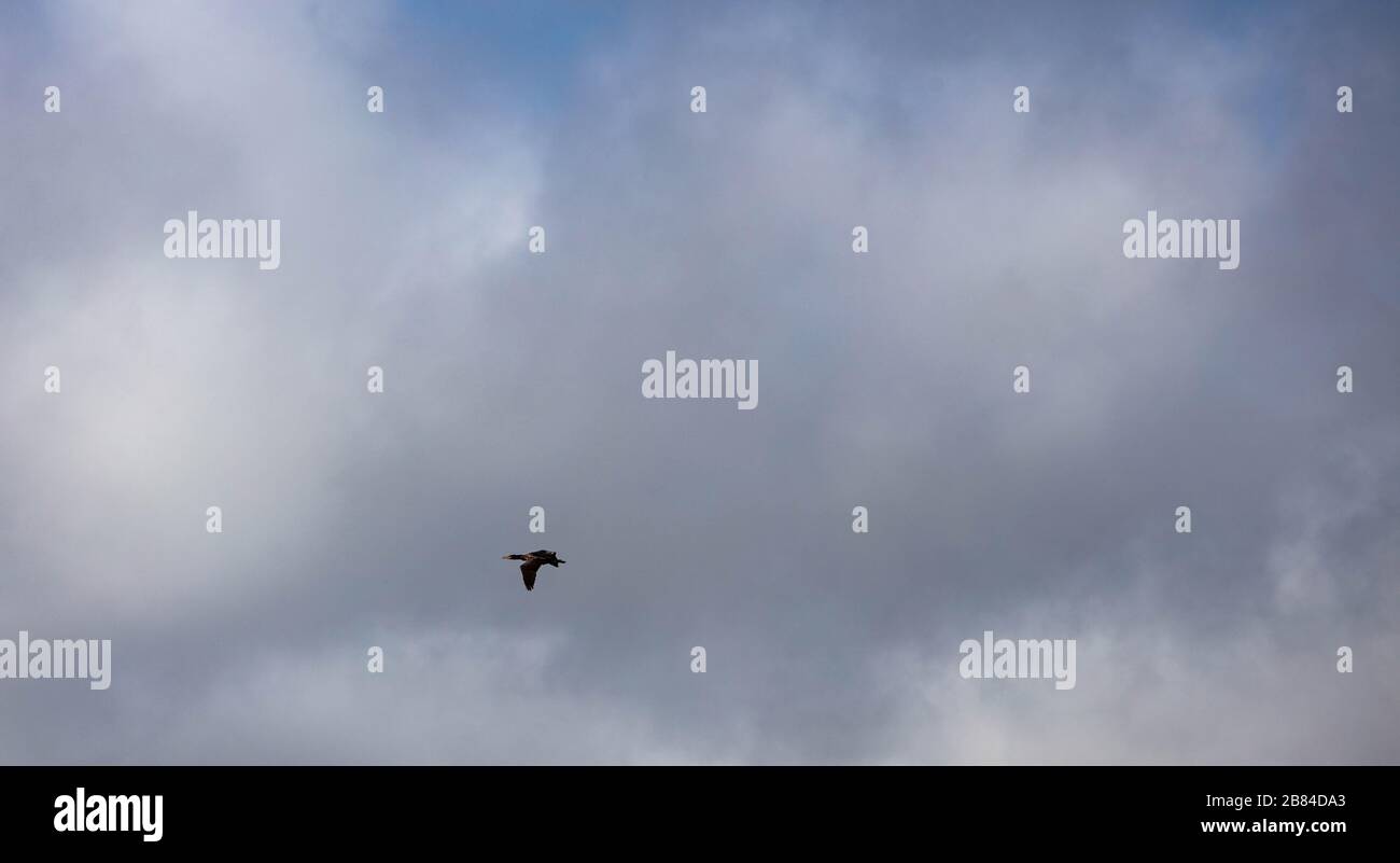Ein Cormorant, der in den Himmel fliegt Stockfoto