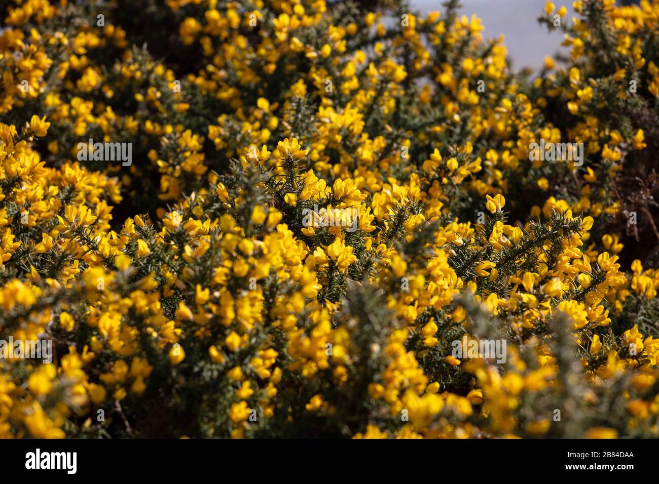 Gelb Blühende Pflanzen Stockfotos und bilder Kaufen Alamy