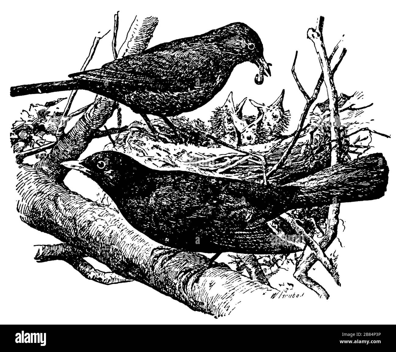 blackbird, Turdus merula, W[Alter] Heubach (Zoologiebuch, 1928) Stockfoto