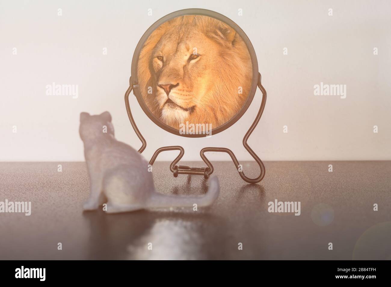 Kätzchen sieht in den Spiegel und sieht sich wie ein Löwe reflektiert. Selbstvertrauenskonzept. Geschäftliches oder persönliches Wachstum. Stockfoto