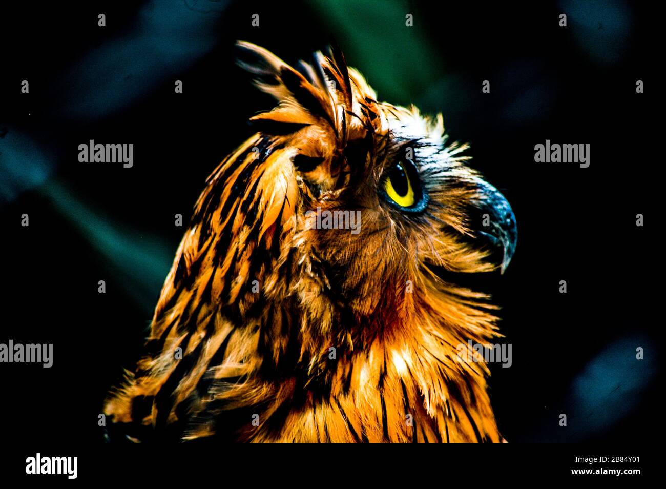 Ketupa Ketupu (Buffy Fish Owl) blickt auf den Himmel Stockfoto