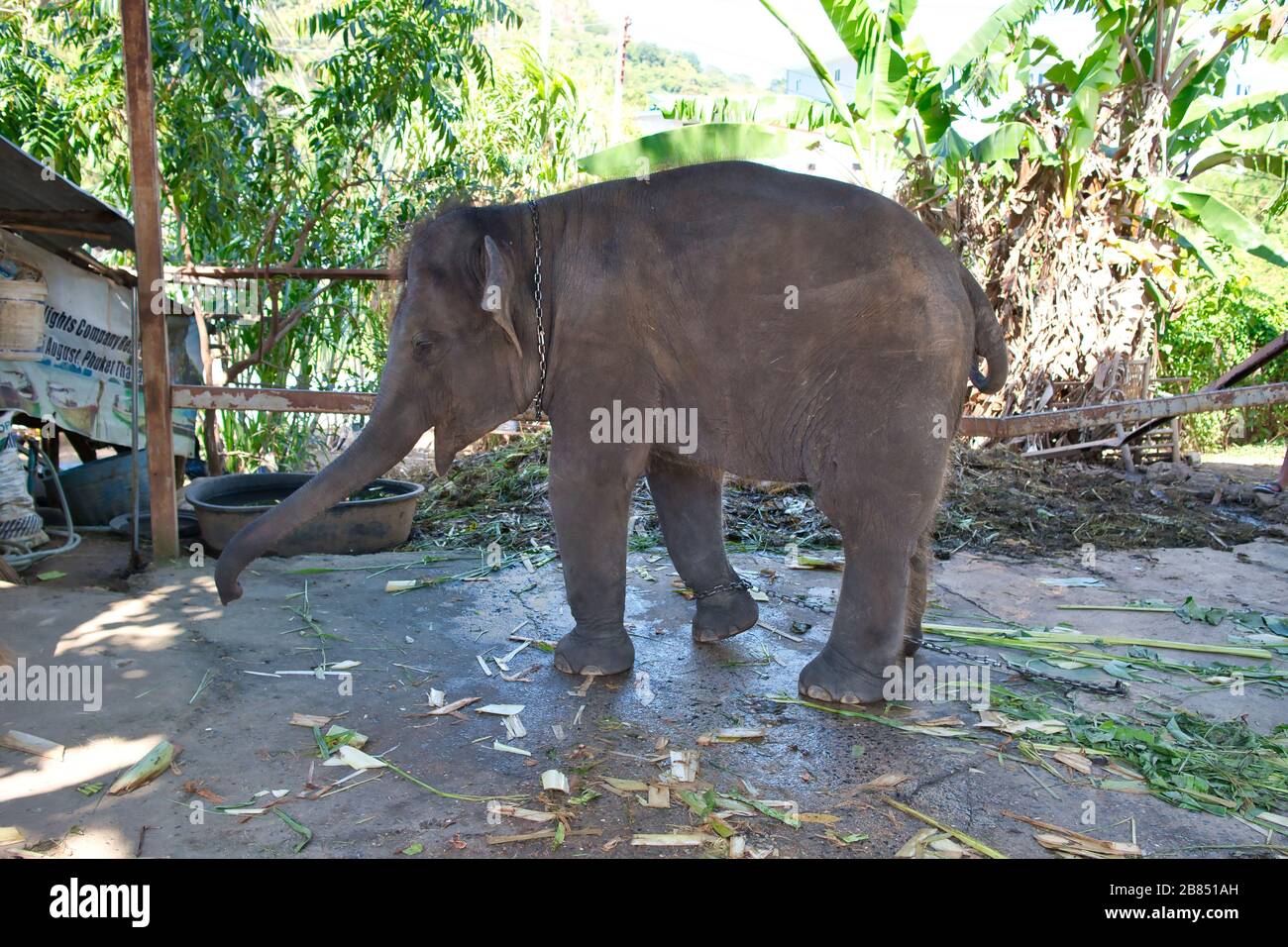 Baby-Elefant Füttern - Phuket, Tailand Stockfoto
