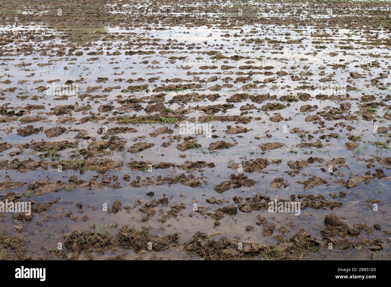 Nasser Schlammboden für den Reisanbau, nasser Boden Plots Landwirtschaft für die Landwirtschaft Reisanbau, Oberflächenlehm, Schlamm, Slosh, Sumpf Stockfoto
