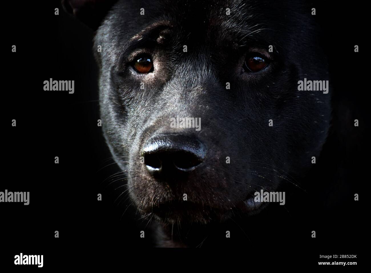 Hund, Gesicht des schwarzen Hundes, trauriger Hund (Nahaufnahme) Stockfoto