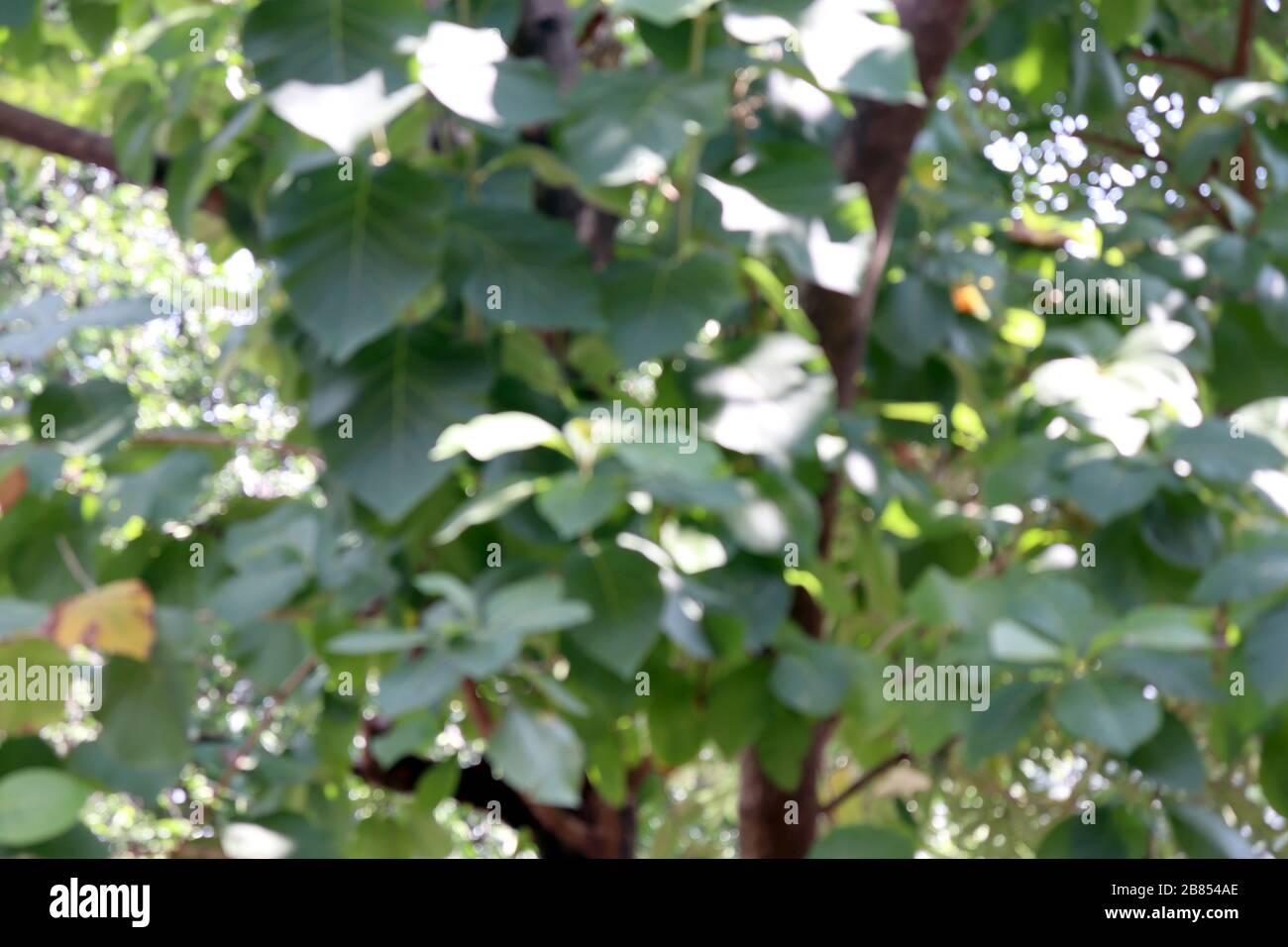 Verwischter Teakholzbaumwald für Teak-Hintergrund, Teak-Plantage Stockfoto