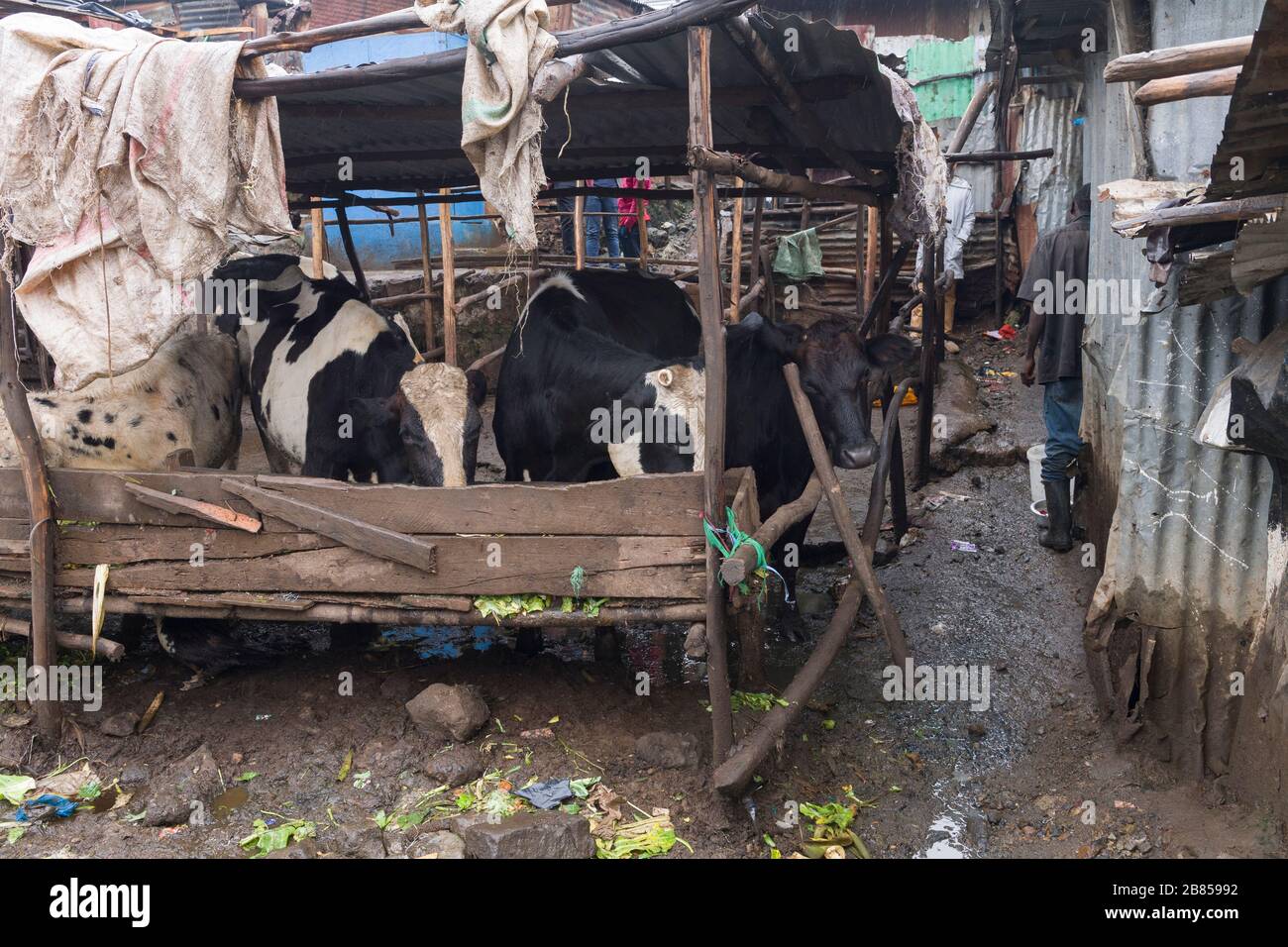 Urban no Graze Farm in Mathare Slum, Nairobi, Kenia. Mathare ist eine Sammlung von Slums im Nordosten des zentralen Zentrums von Nairobi, Kenia mit einer Bevölkerung von ap Stockfoto