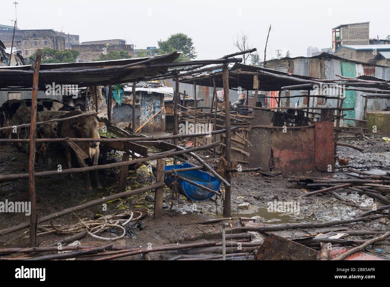 Urban no Graze Farm in Mathare Slum, Nairobi, Kenia. Mathare ist eine Sammlung von Slums im Nordosten des zentralen Zentrums von Nairobi, Kenia mit einer Bevölkerung von ap Stockfoto