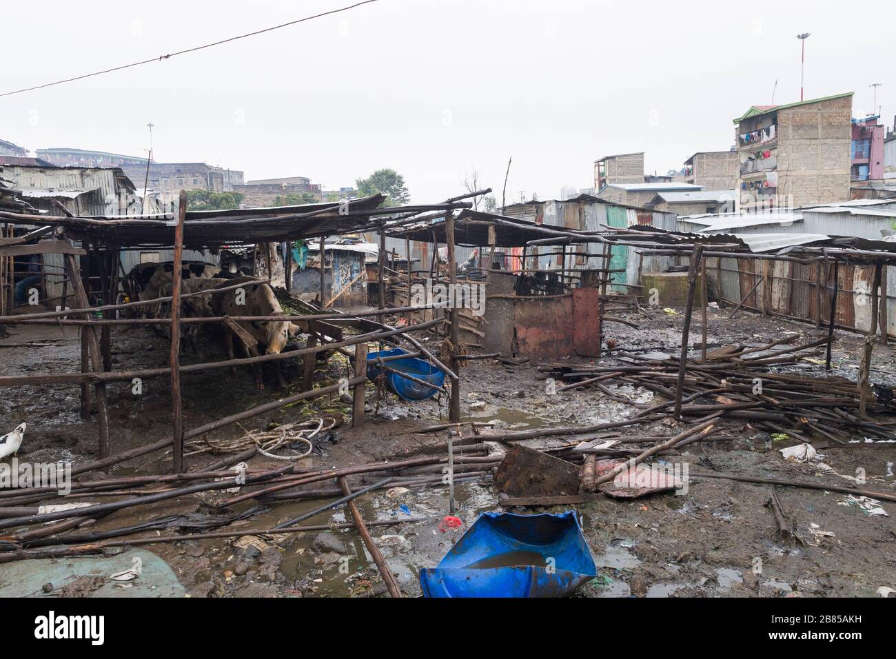 Urban no Graze Farm in Mathare Slum, Nairobi, Kenia. Mathare ist eine Sammlung von Slums im Nordosten des zentralen Zentrums von Nairobi, Kenia mit einer Bevölkerung von ap Stockfoto