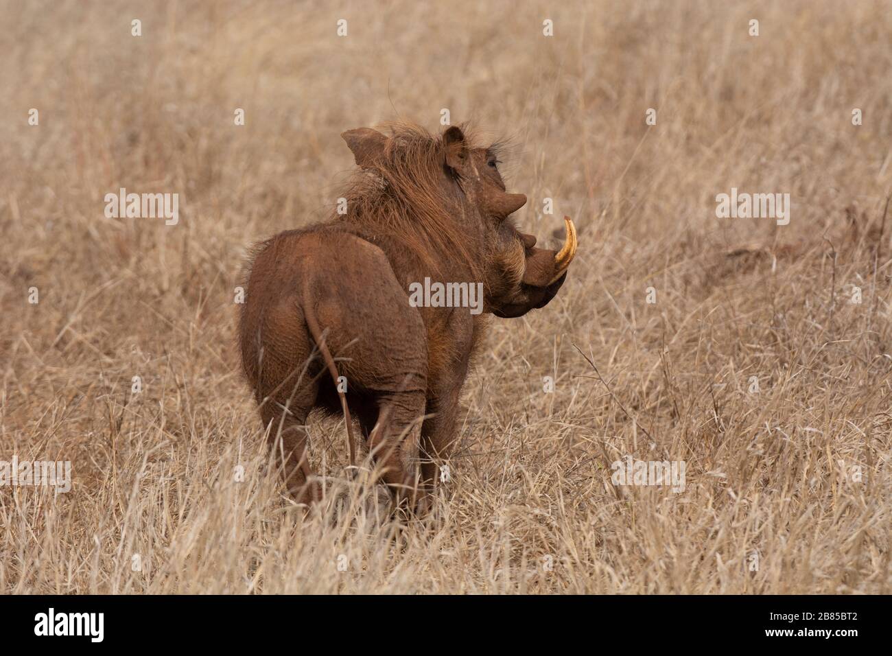 Warthog, Phacochoerus africanus im Kruger National Park, Südafrika Stockfoto