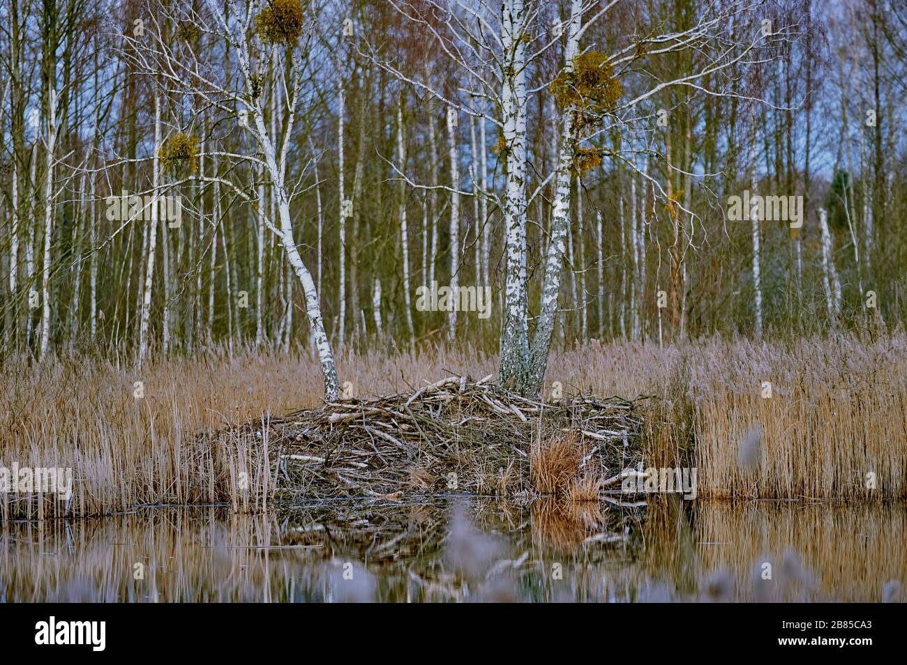 Beaver Lodge am See mit dem Wald dahinter Stockfoto