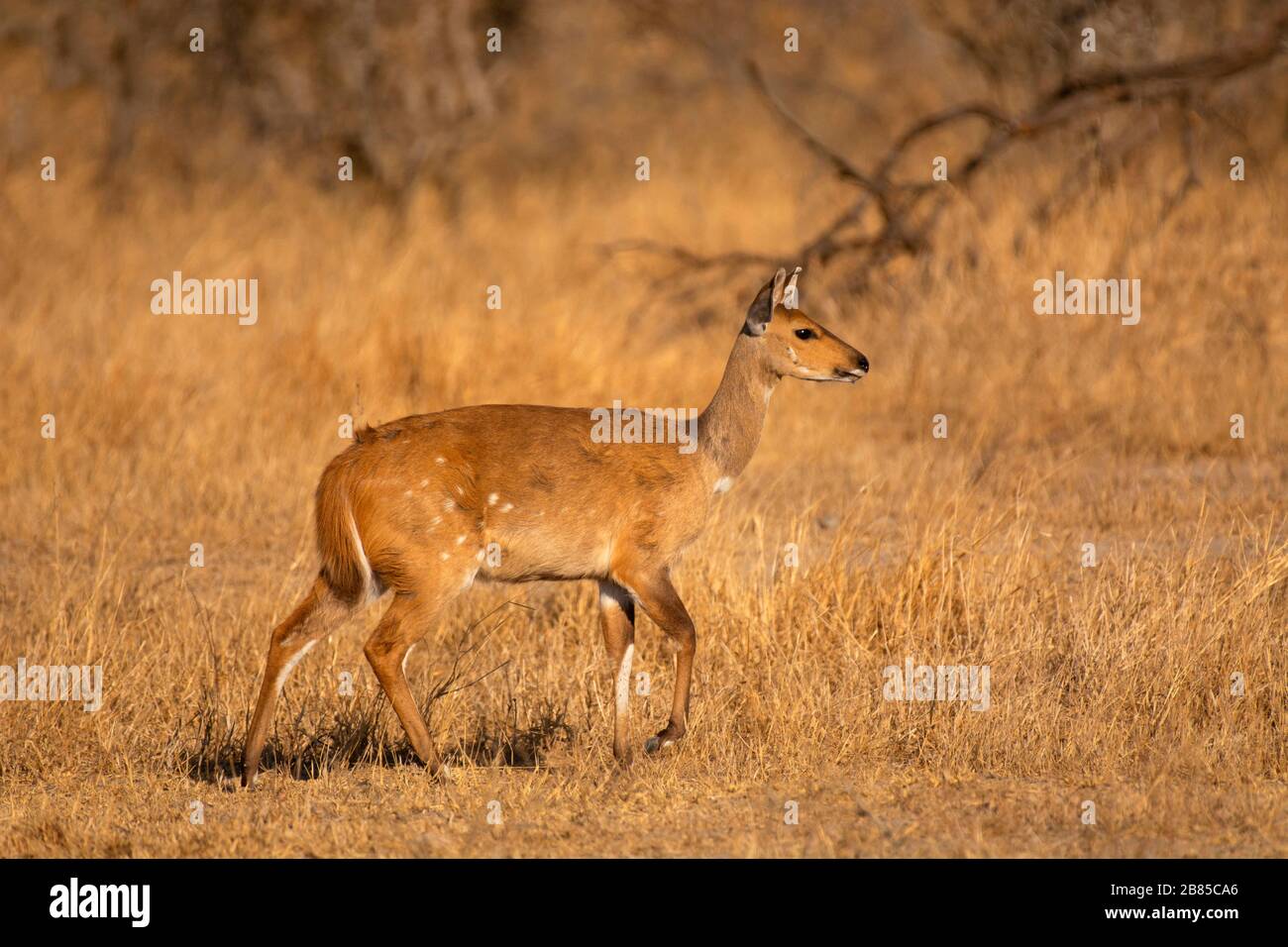 Gewöhnlicher Duiker, auch bekannt als Grauer oder Buschduiker, Sylvicapra grimmia, Kruger National Park, Südafrika Stockfoto