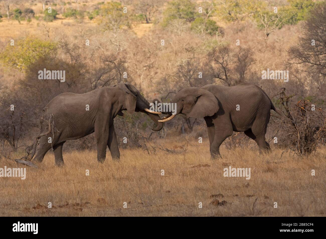 Afrikanischer Elefant, Loxodonta Africana, Krüger Nationalpark, Südafrika Stockfoto