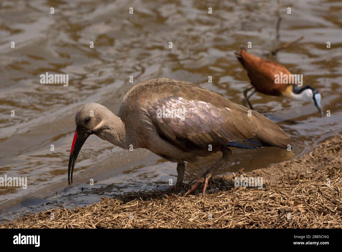 Hadada ibis, Bostrychia hagedash, Kruger National Park, Südafrika Stockfoto