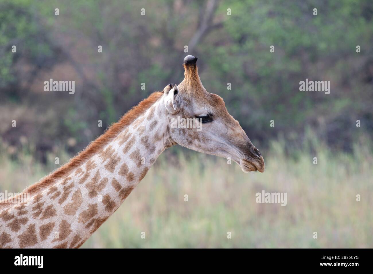 Giraffe, Giraffa, Krüger-Nationalpark, Südafrika Stockfoto