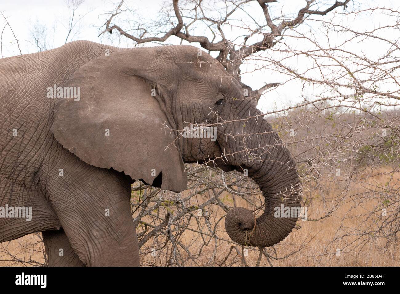 Afrikanischer Elefant, Loxodonta africana Kruger National Park, Südafrika Stockfoto