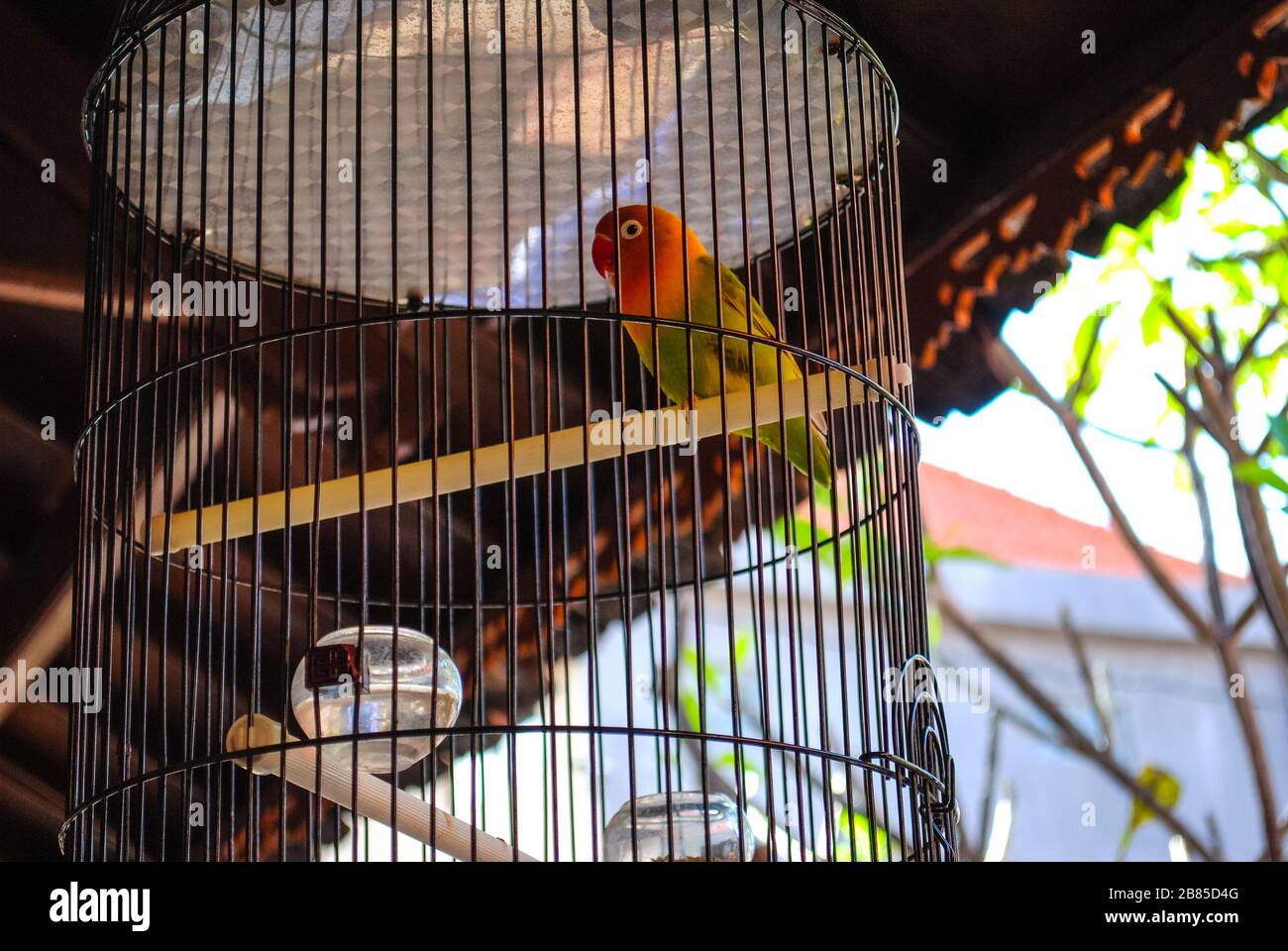 Ein Vogel in einem Käfig Stockfoto
