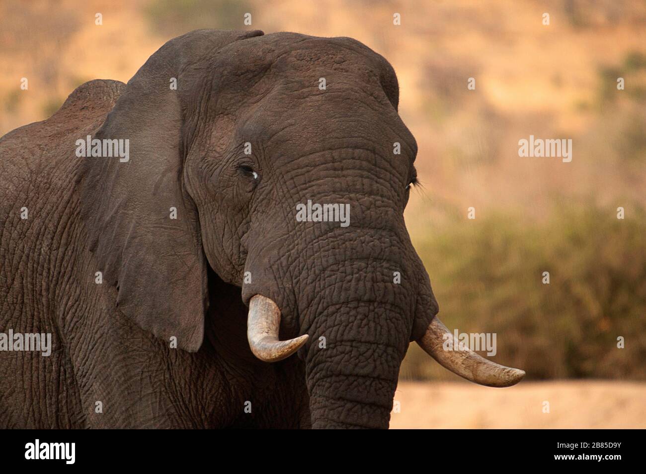 Afrikanischer Elefant, Loxodonta africana, Kruger-Nationalpark, Südafrika Stockfoto