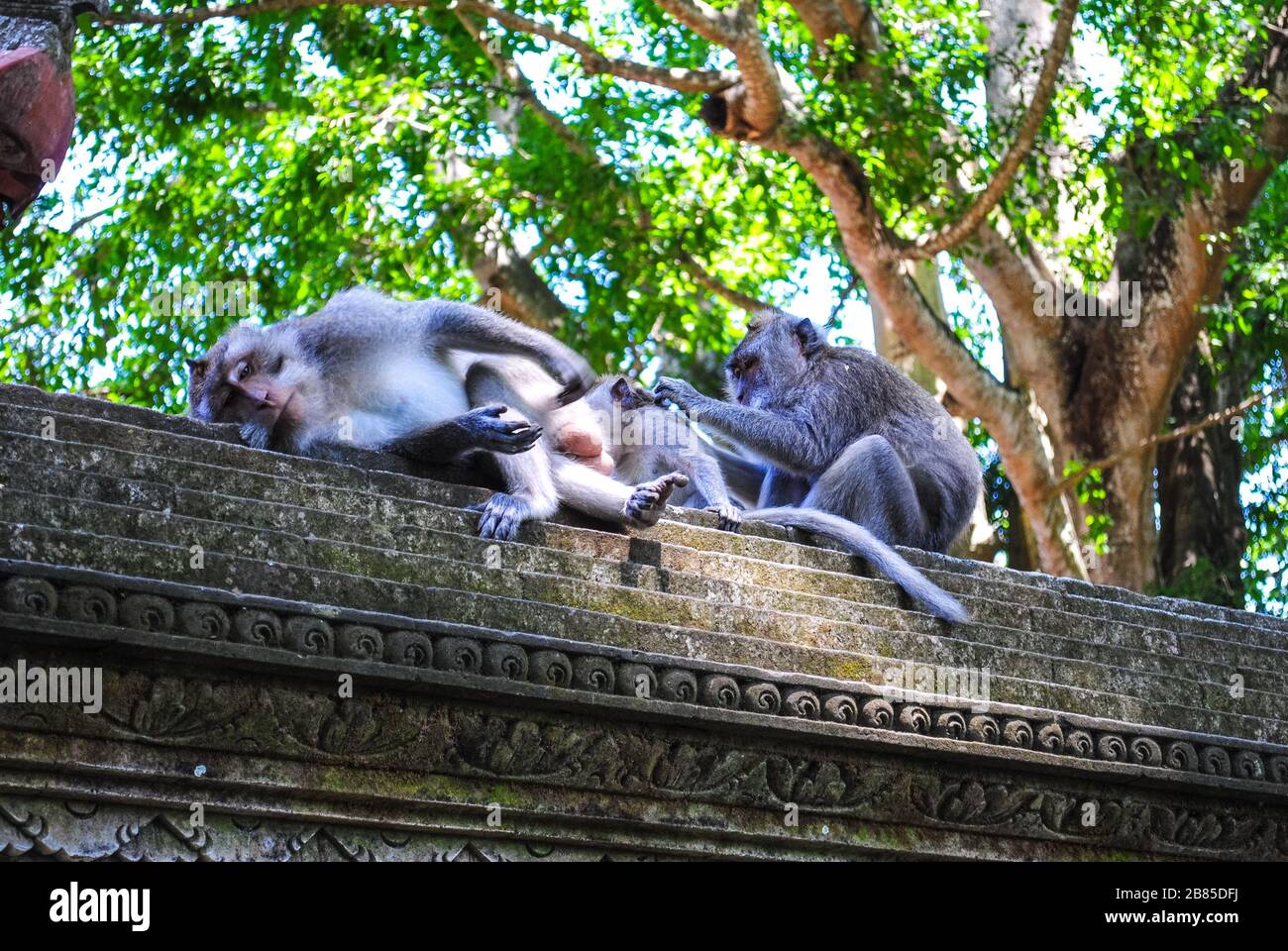 Balinesische Langschwanzaffen, die auf einer Wand ruhen Stockfoto