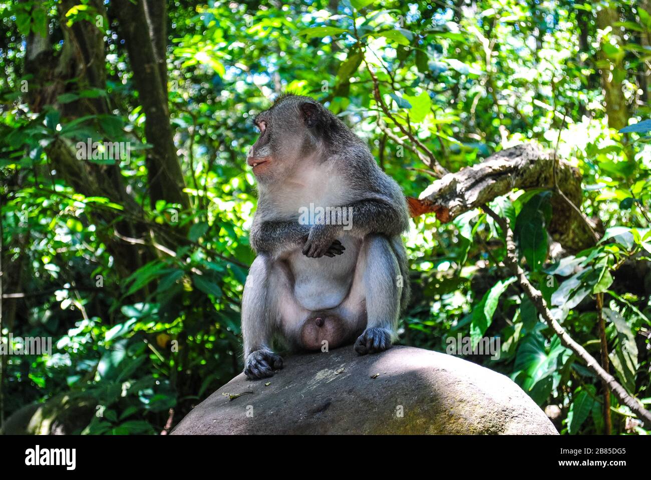 Ein erwachsener männlicher balinesischer Langschwanz-Affe, der auf einem Felsen sitzt Stockfoto