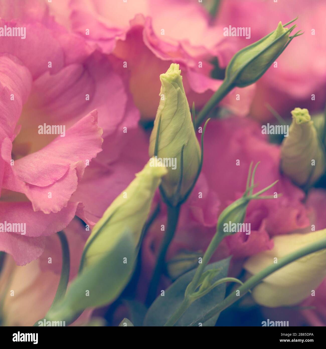 Rosa schöne Eustoma-Blumen (Lisianthus, Tulpengentian, Eustomas) Hintergrund. Vintage-Stil. Stockfoto