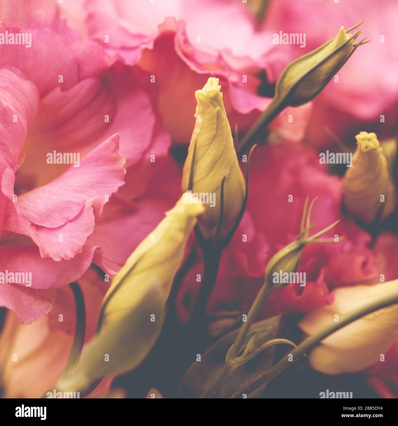 Rosa schöne Eustoma-Blumen. Lisianthus, Tulpe gentian, estudas. Hintergrund. Vintage-Stil. Stockfoto