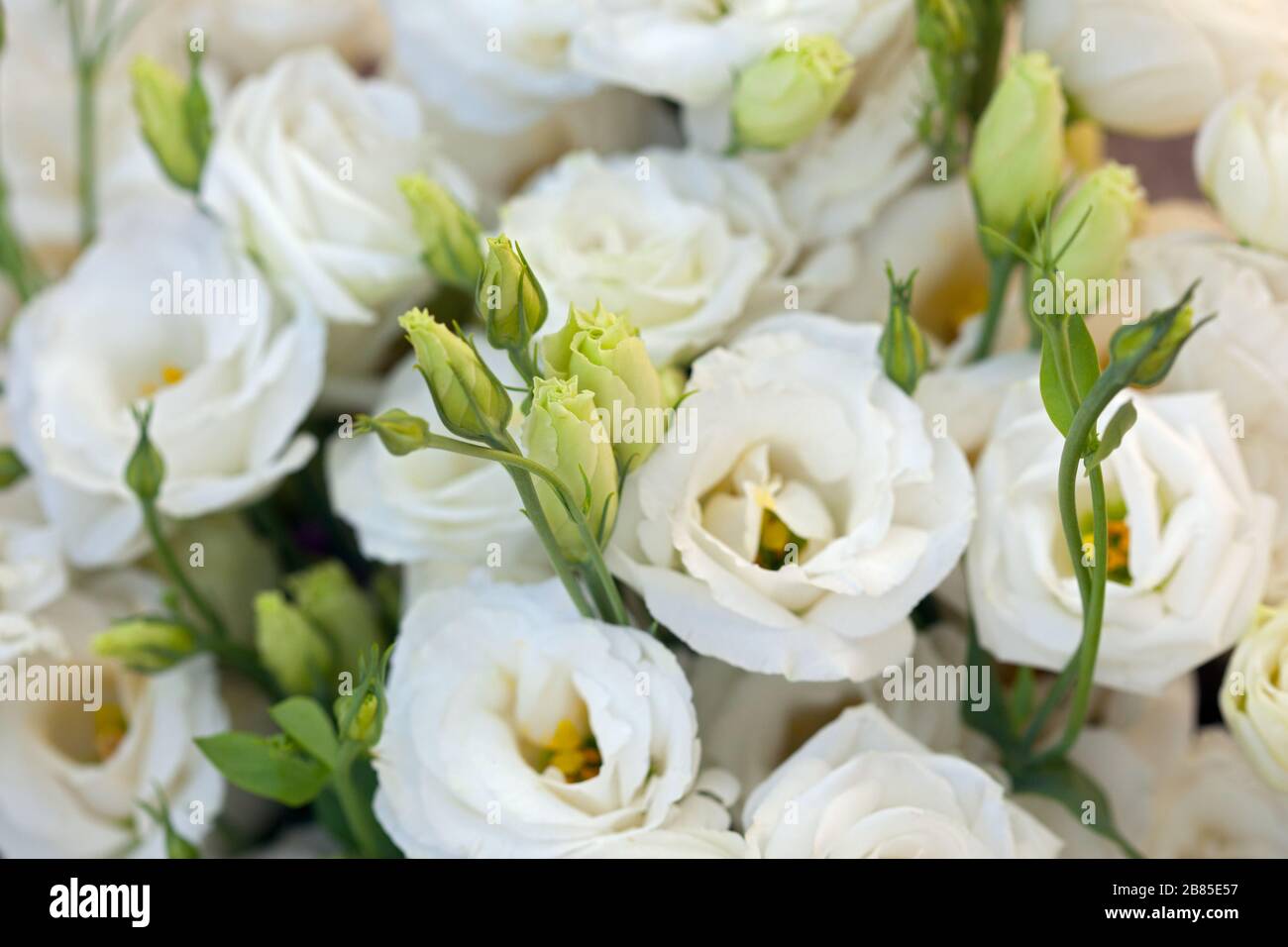 Weiße schöne Eustoma-Blumen, Lisianthus, Tulpengentian, Eustomas. Hintergrund des Vollformatsrahmens. Stockfoto
