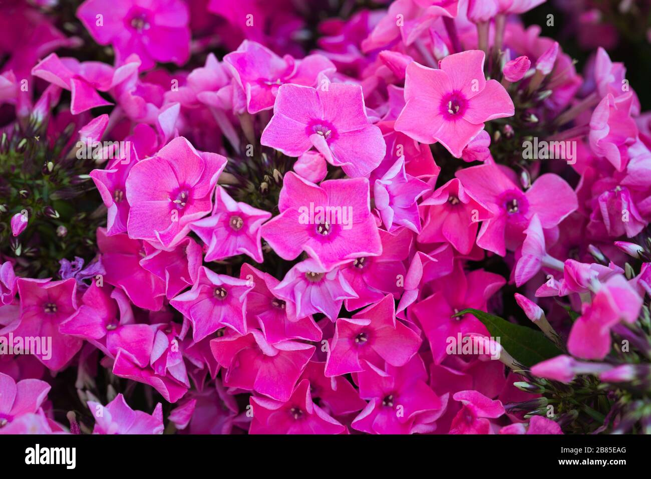 Rosa Hydrangea-Blume. Hydrangea - gebräuchliche Namen Hydrangea und Hortensia. Hintergrund des Vollformatsrahmens. Stockfoto