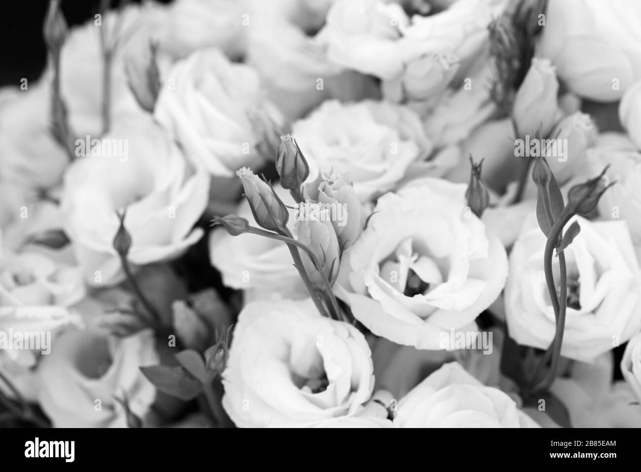Weiße schöne Eustoma-Blumen, Lisianthus, Tulpengentian, Eustomas. Hintergrund. In Schwarzweiß Stockfoto
