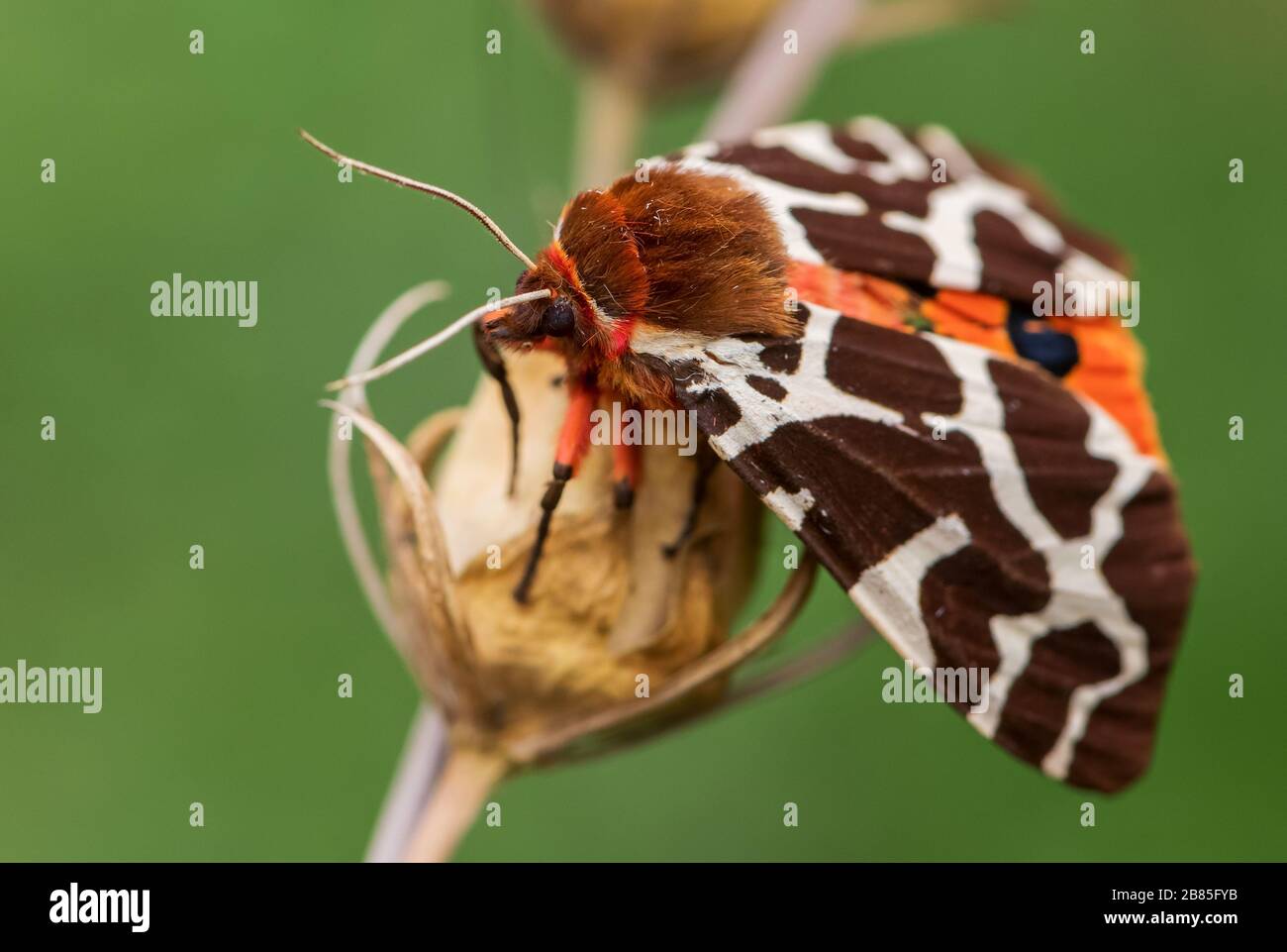 Motte des Garten-Tigers - Arctia caja, schöne Motte aus europäischen Wald- und Waldgebieten, Zlin, Tschechien. Stockfoto
