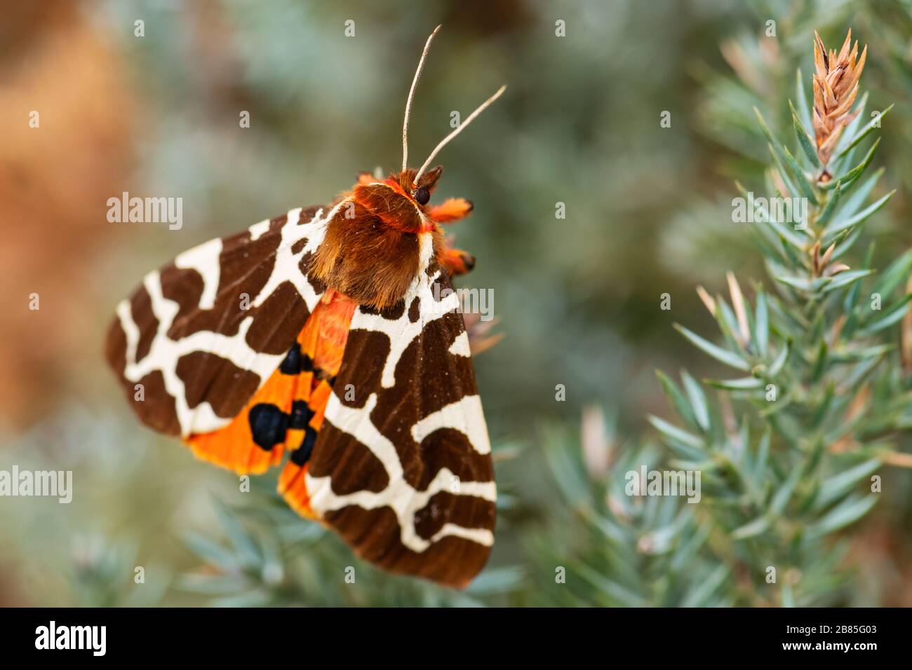 Motte des Garten-Tigers - Arctia caja, schöne Motte aus europäischen Wald- und Waldgebieten, Zlin, Tschechien. Stockfoto