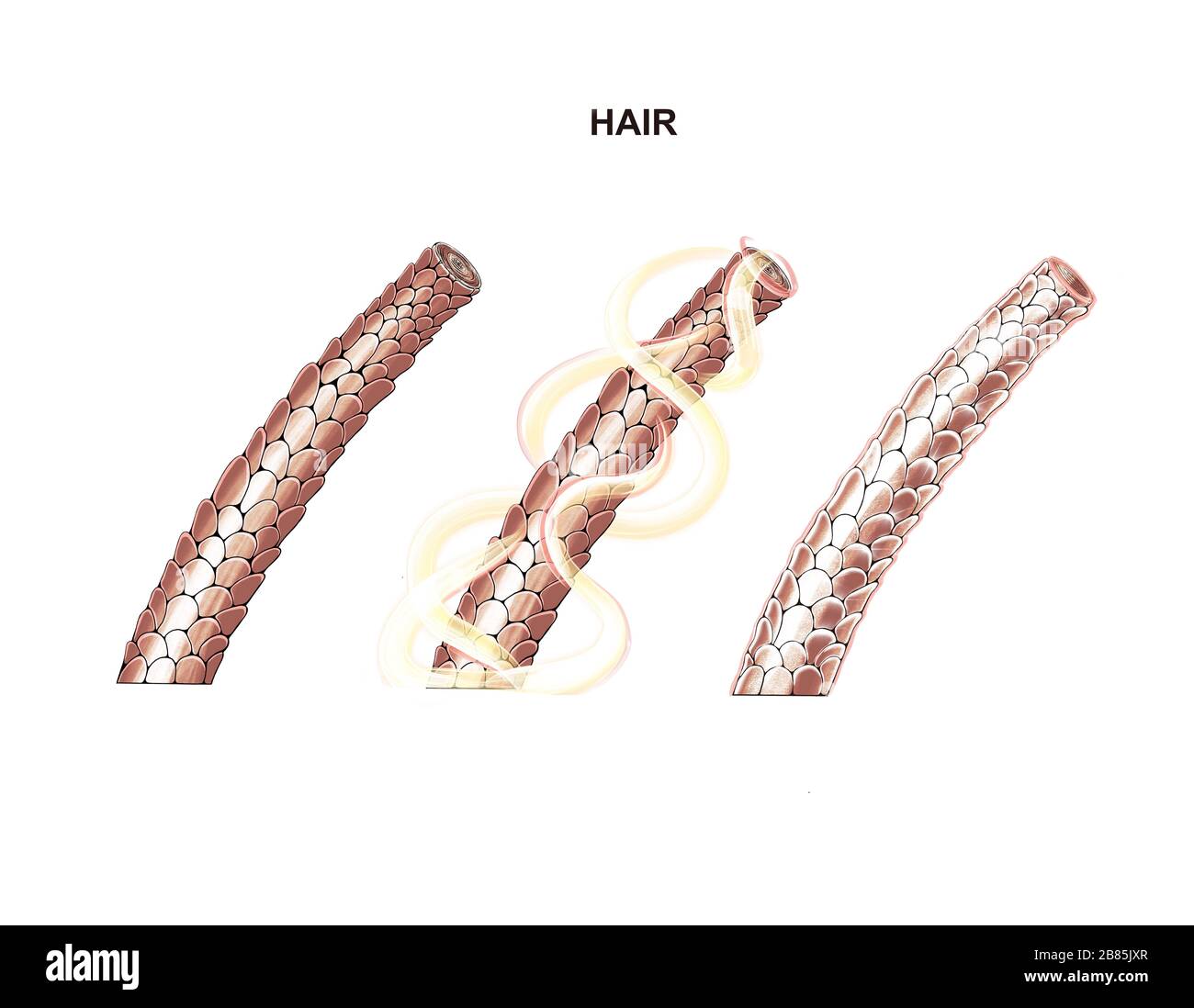 Illustration des Prozesses der Ernährung und Haarkräftigung, Laminierung, Botox Stockfoto