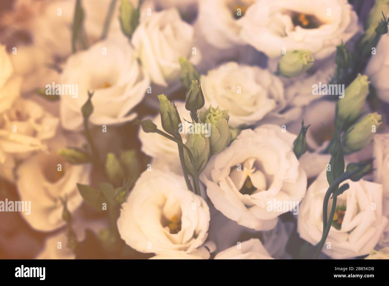 Weiße schöne Eustoma-Blumen (Lisianthus, Tulpengentian, Eustomas) Hintergrund. Vintage-Stil. Stockfoto