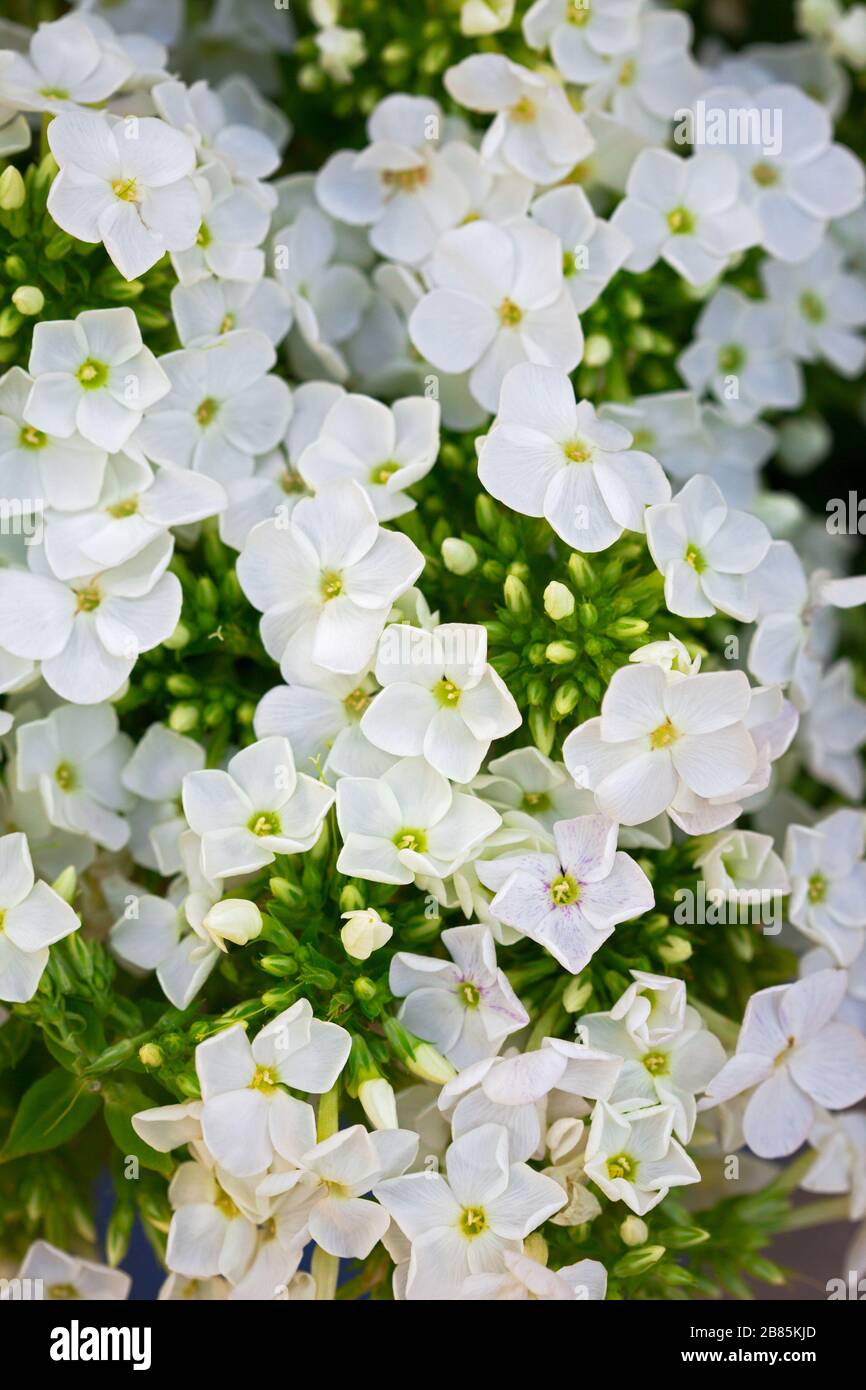 Weiße Hydrangea-Blume. Hydrangea - gebräuchliche Namen Hydrangea und Hortensia. Hintergrund des Vollformatsrahmens. Stockfoto