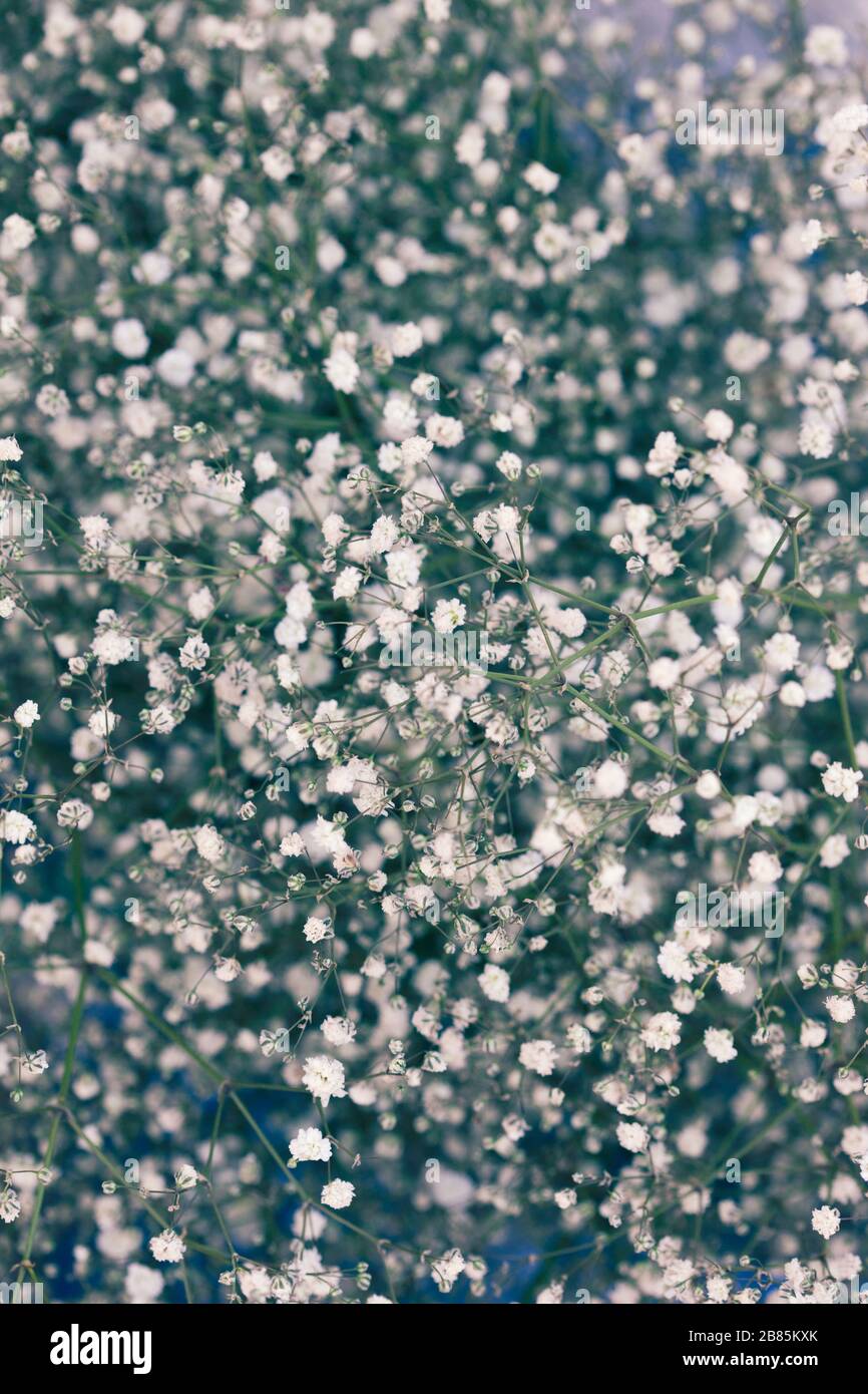 Gypsophila (geblümtes Baby), voller Rahmen Hintergrund kleine weiße Blumen. Stockfoto