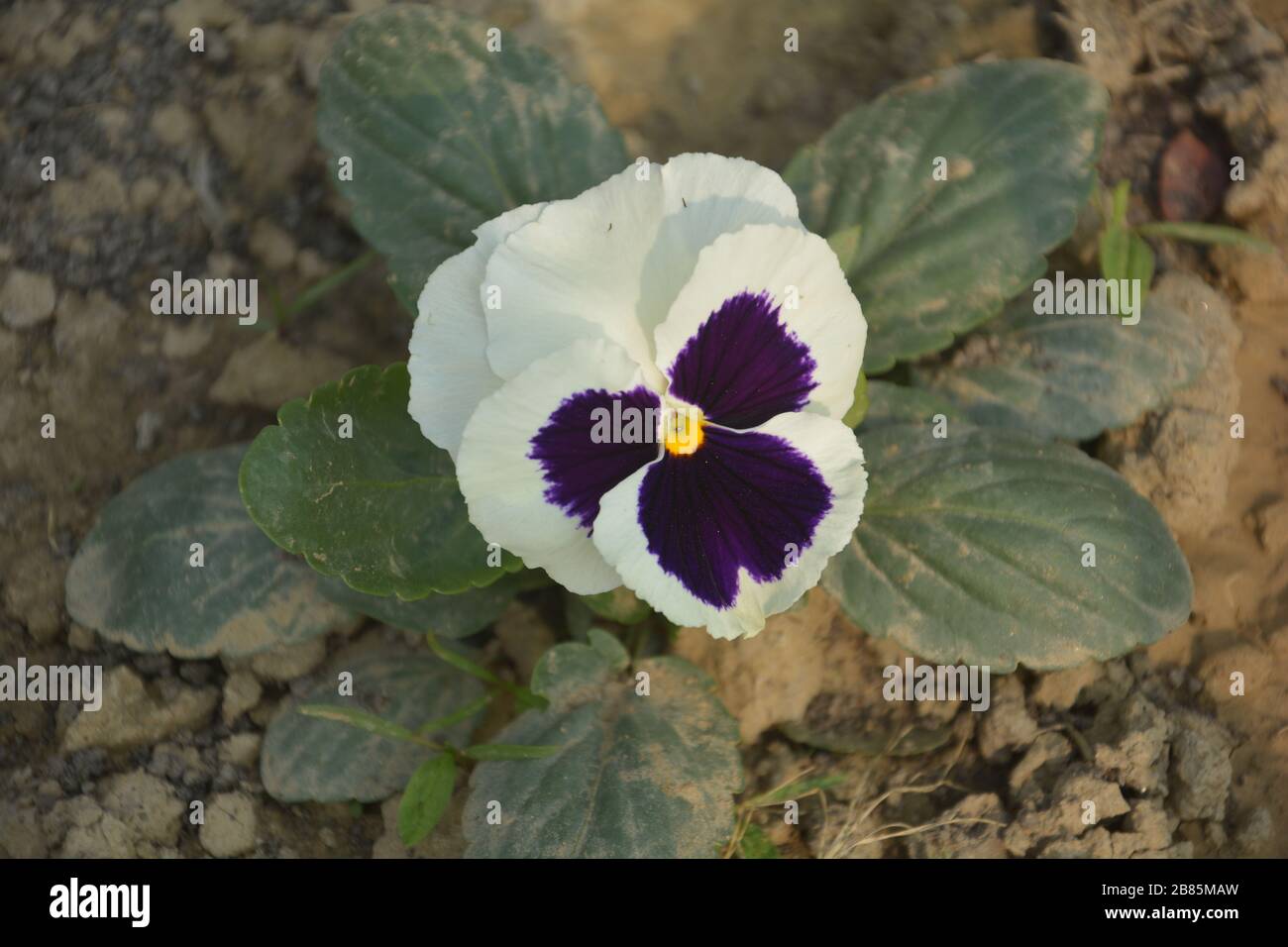 Nahaufnahme einer Pansy-Schmetterlingsblume, auch bekannt als wilder pansischer wissenschaftlicher Name Viola tricolor var. hortensis wächst im indischen Garten in Westbengalen Stockfoto