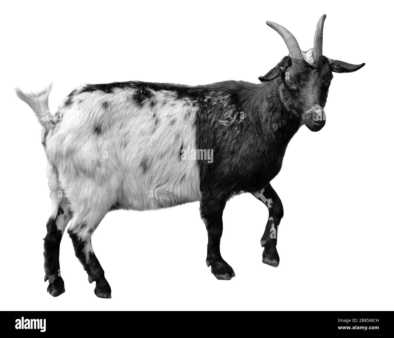 Ziege steht in voller Länge isoliert auf weiß. Sehr lustige weiße und schwarze Ziegenböcke schließen sich. Nutztiere. Schwarzweißfoto. Stockfoto